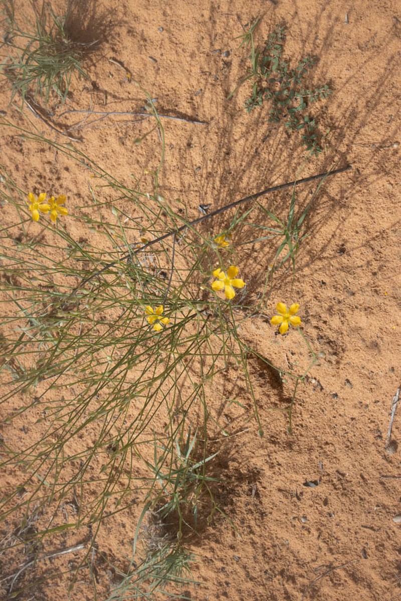 Bristle Flax photo 6