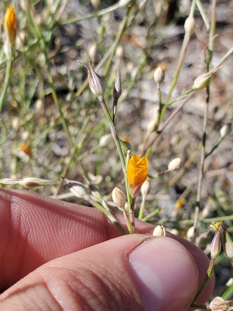 Bristle Flax photo 7