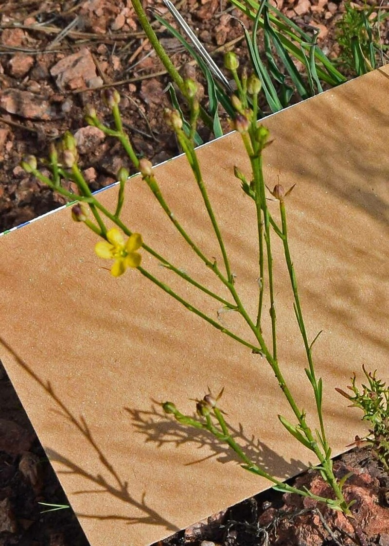Southern Flax