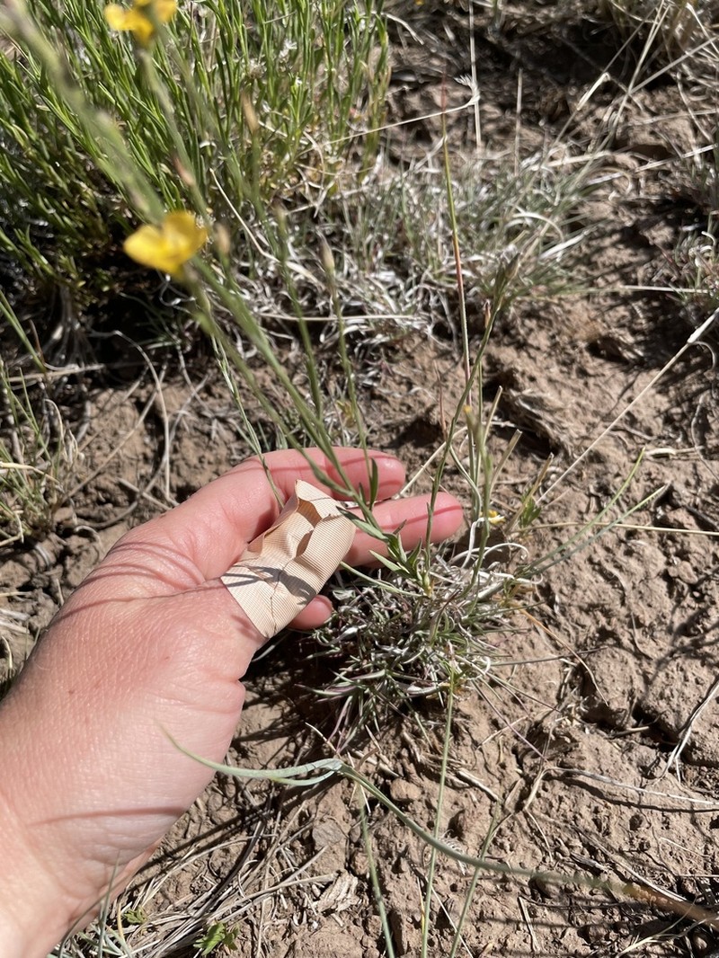 Southern Flax photo 2