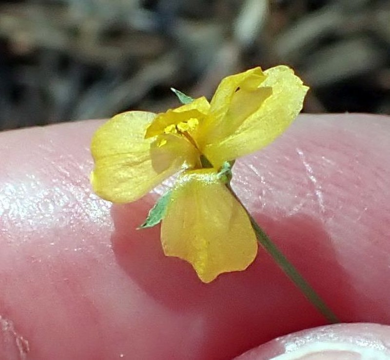 Southern Flax photo 3
