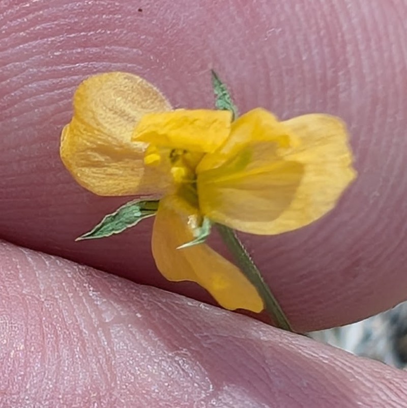Southern Flax photo 4