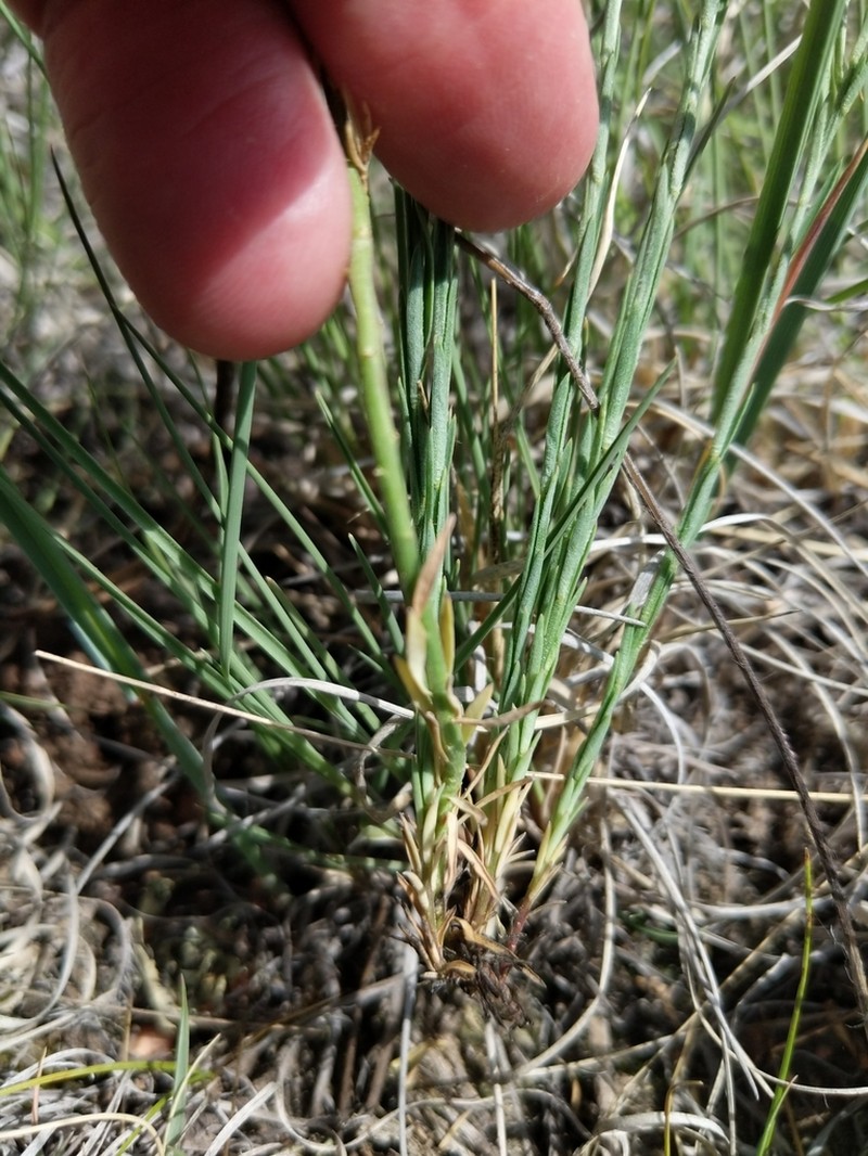 Southern Flax photo 5