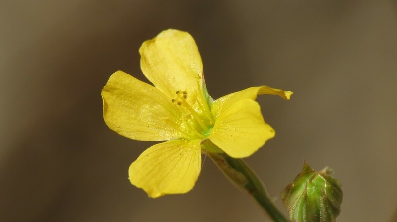 Southern Flax photo 6