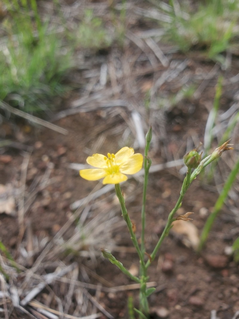 Southern Flax photo 7