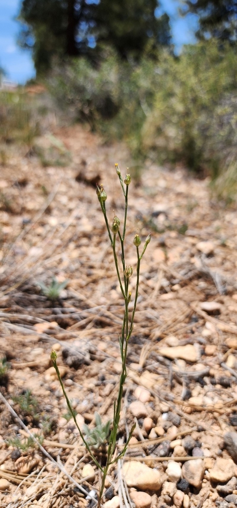 Southern Flax photo 8