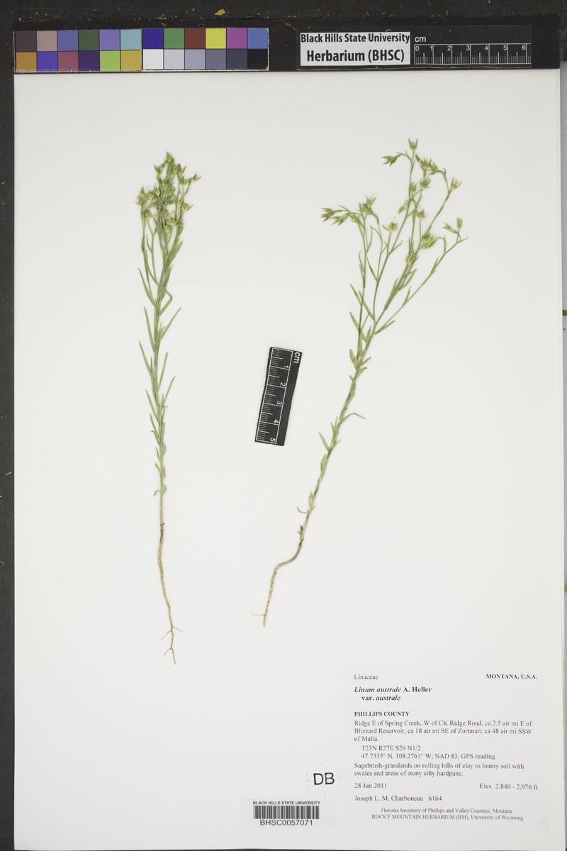 Linum australe var. australe