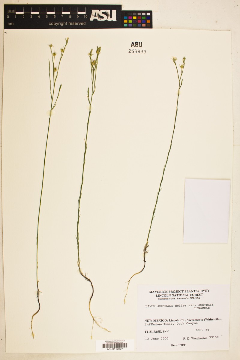 Linum australe var. australe photo 2