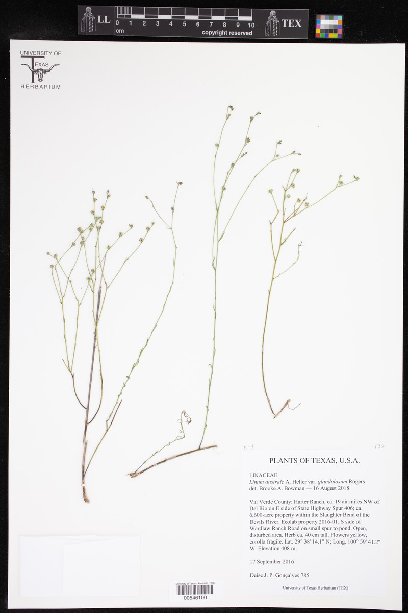 Linum australe var. glandulosum photo 2