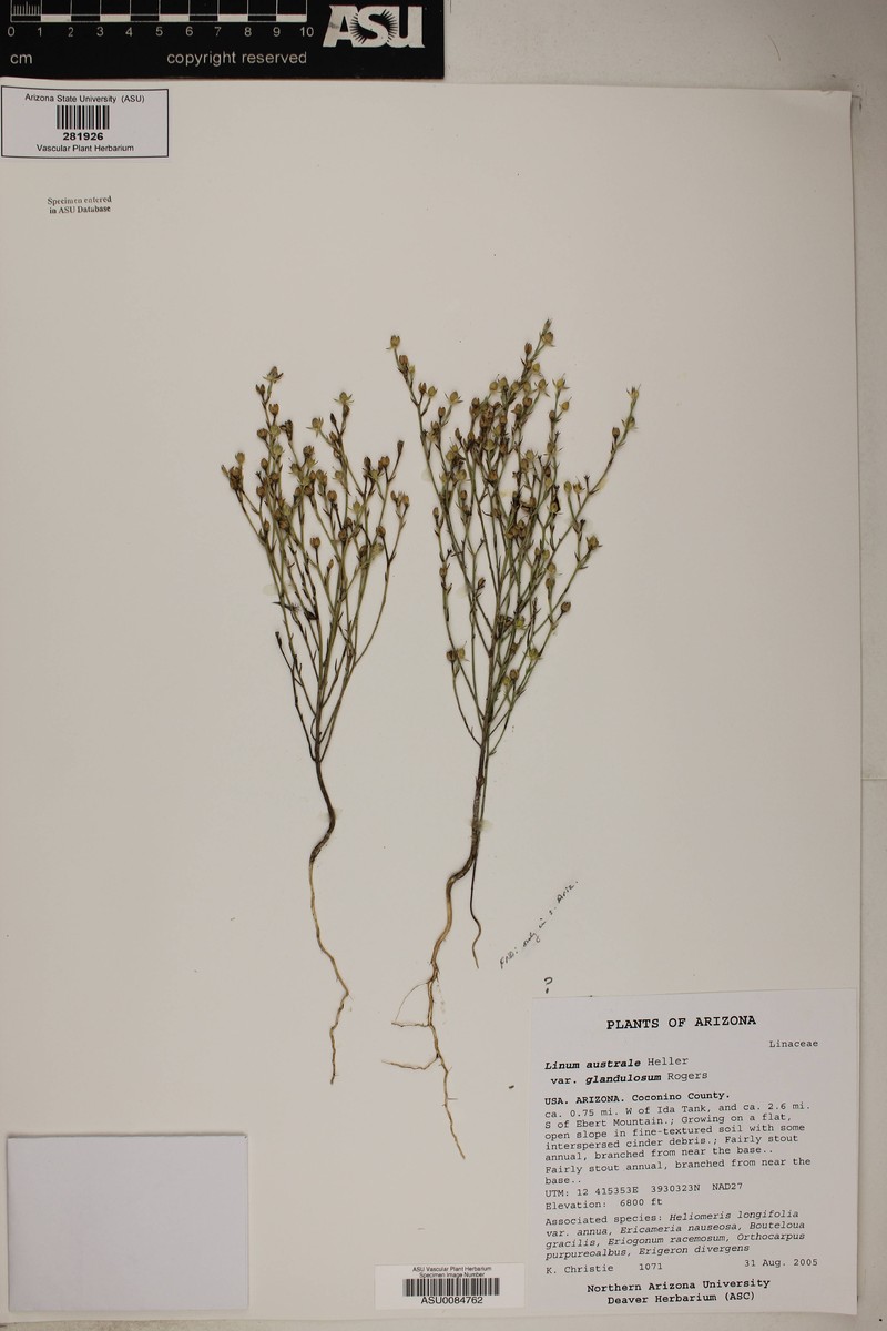 Linum australe var. glandulosum photo 3