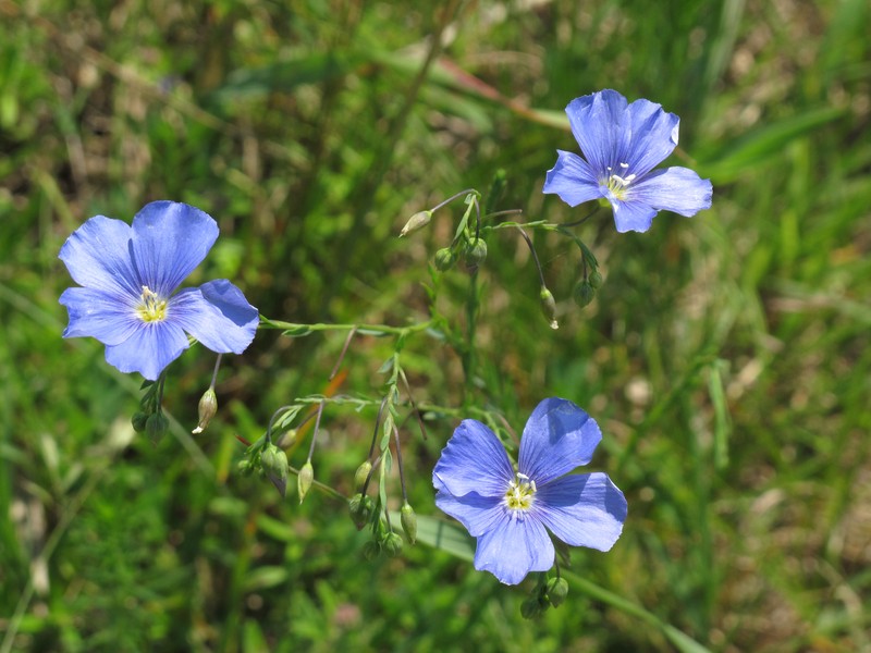 Asian Flax photo 2