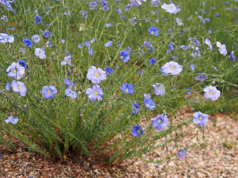 Asian Flax photo 3