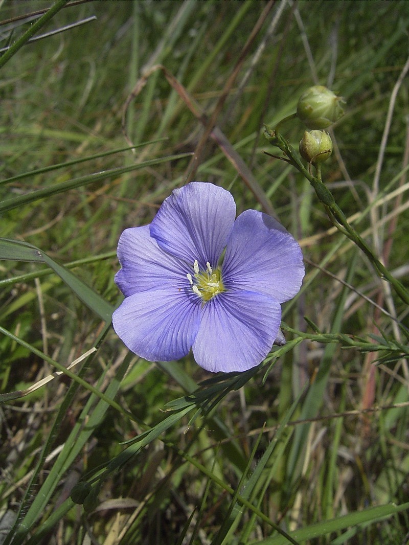 Asian Flax