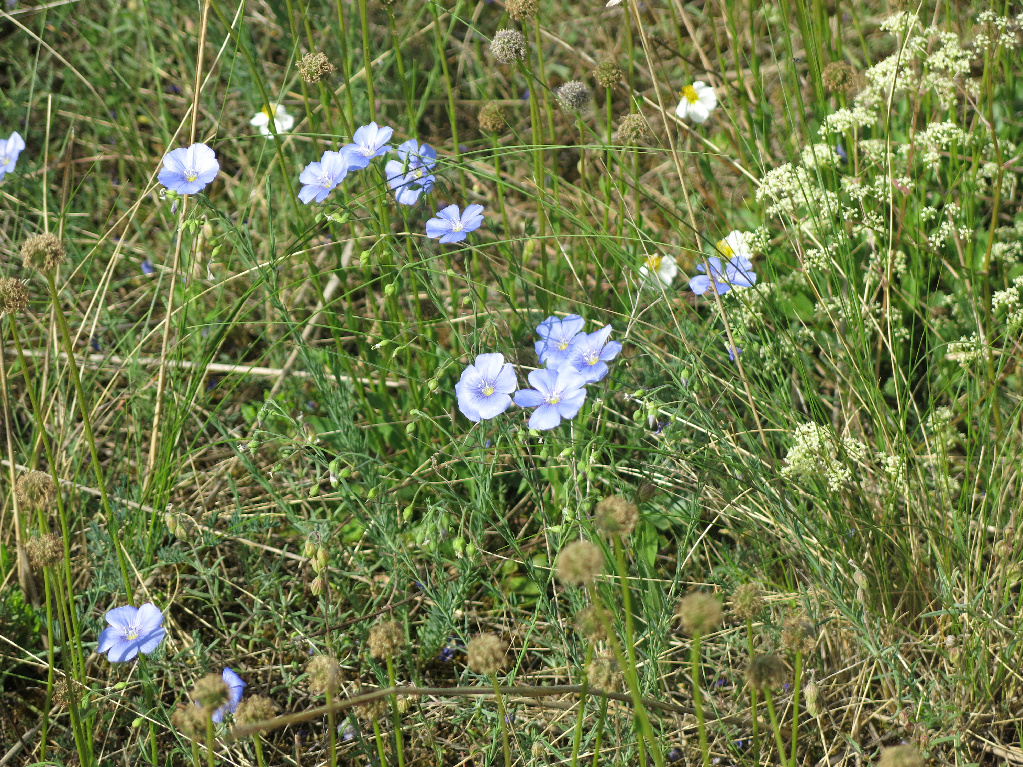 Asian Flax photo 4