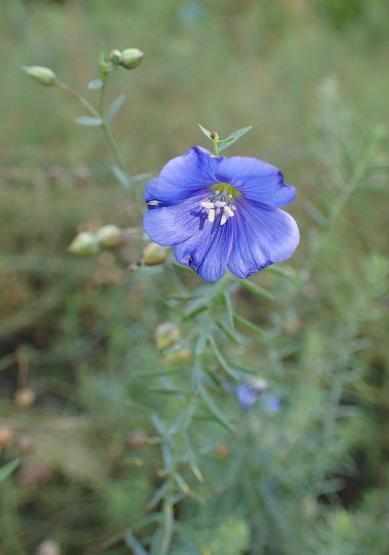 Asian Flax photo 5