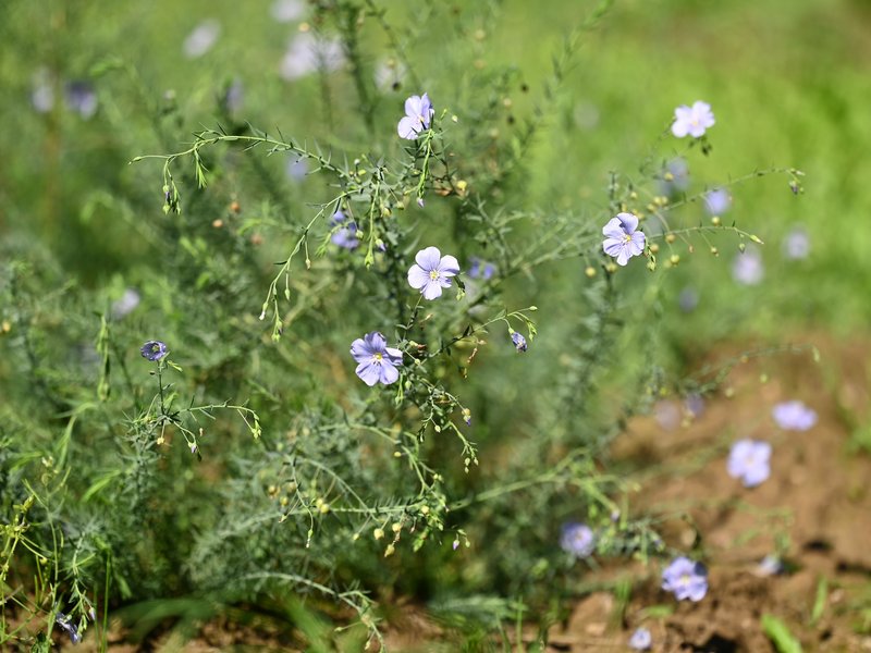 Asian Flax photo 6