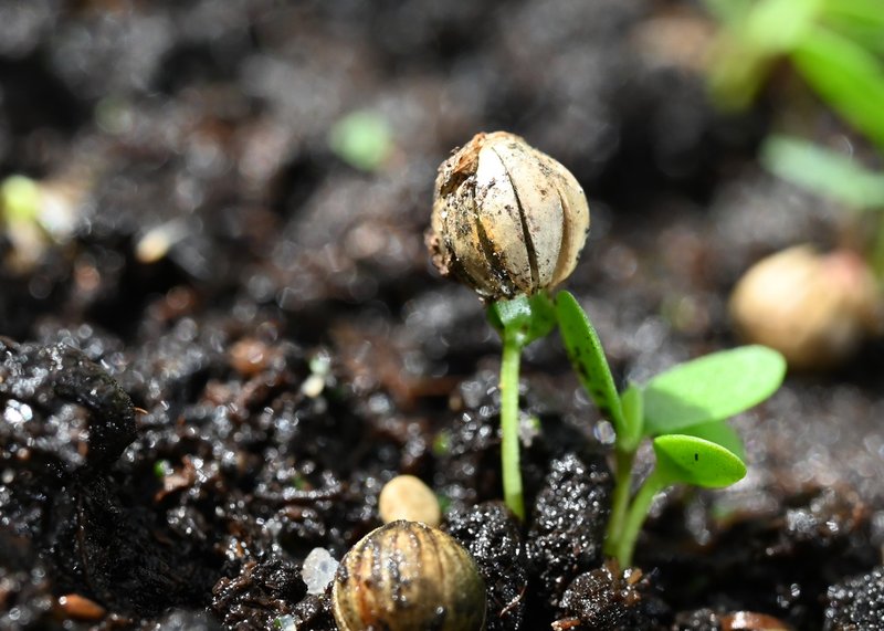 Asian Flax photo 7