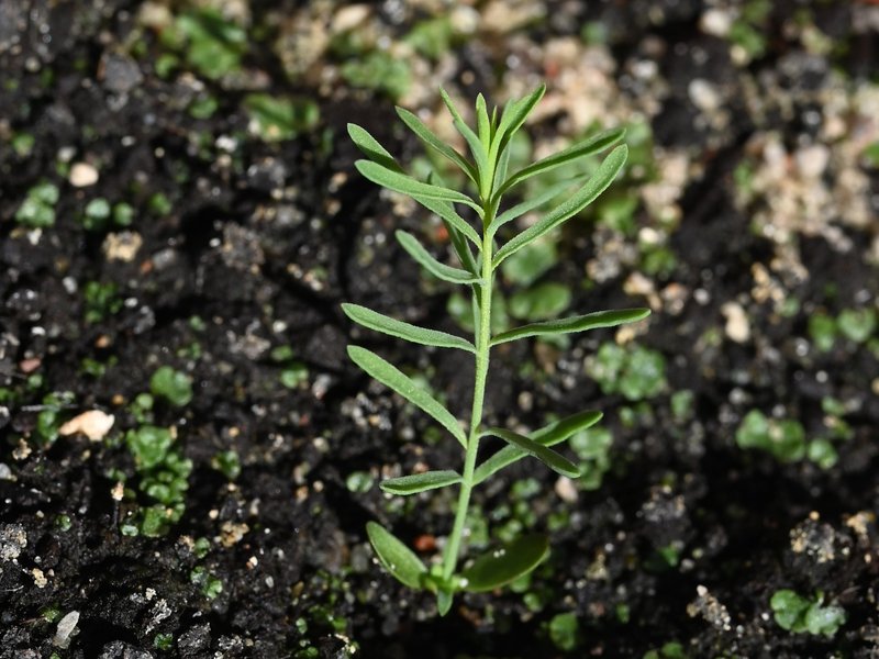 Asian Flax photo 8
