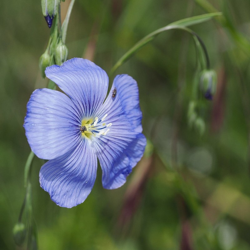 Linum austriacum subsp. austriacum