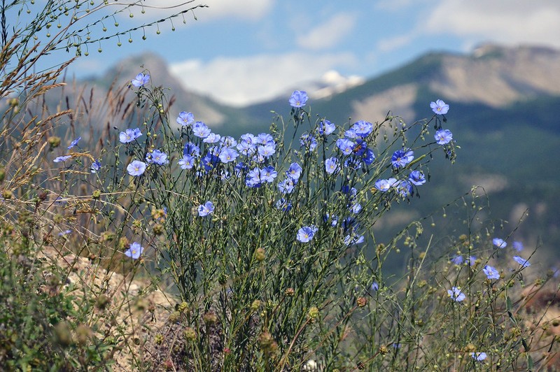 Linum austriacum subsp. austriacum photo 2