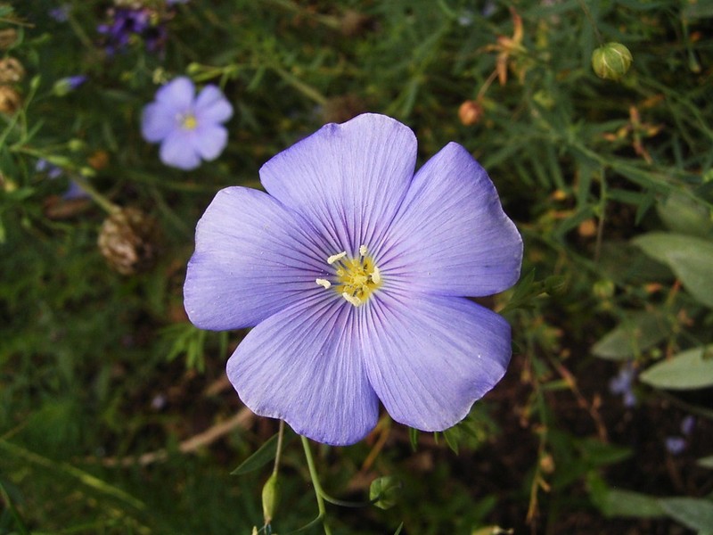 Linum austriacum subsp. austriacum photo 3