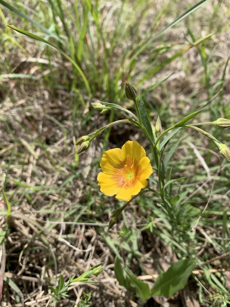 Berlandier's Yellow Flax