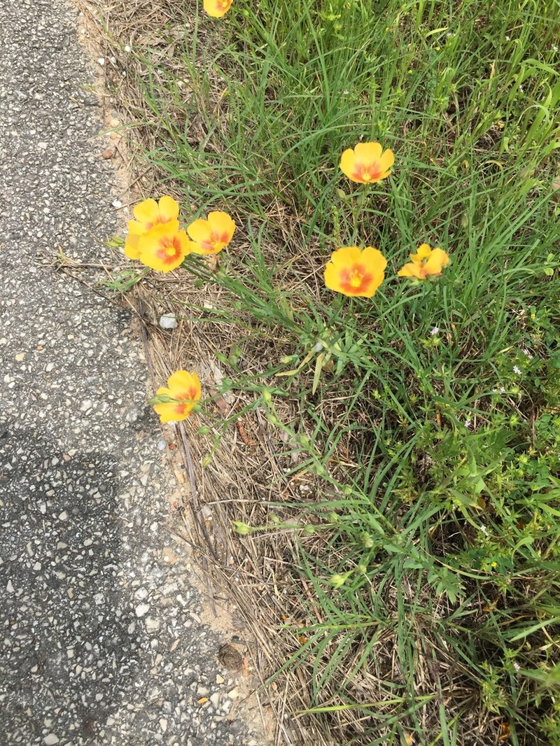 Berlandier's Yellow Flax photo 2