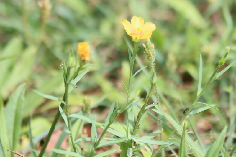 Berlandier's Yellow Flax photo 3