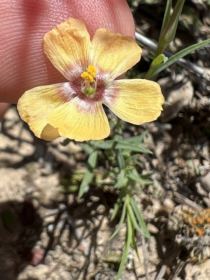 Berlandier's Yellow Flax photo 4