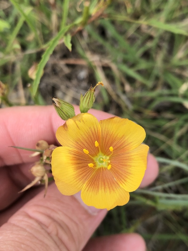 Berlandier's Yellow Flax photo 5