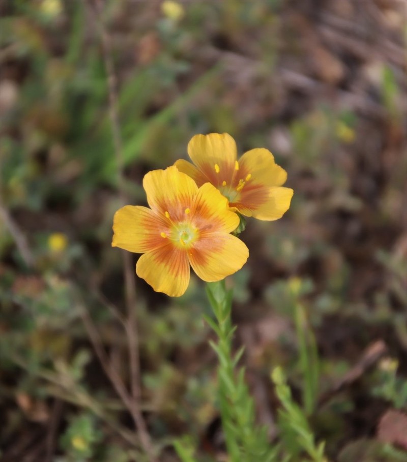 Berlandier's Yellow Flax photo 6