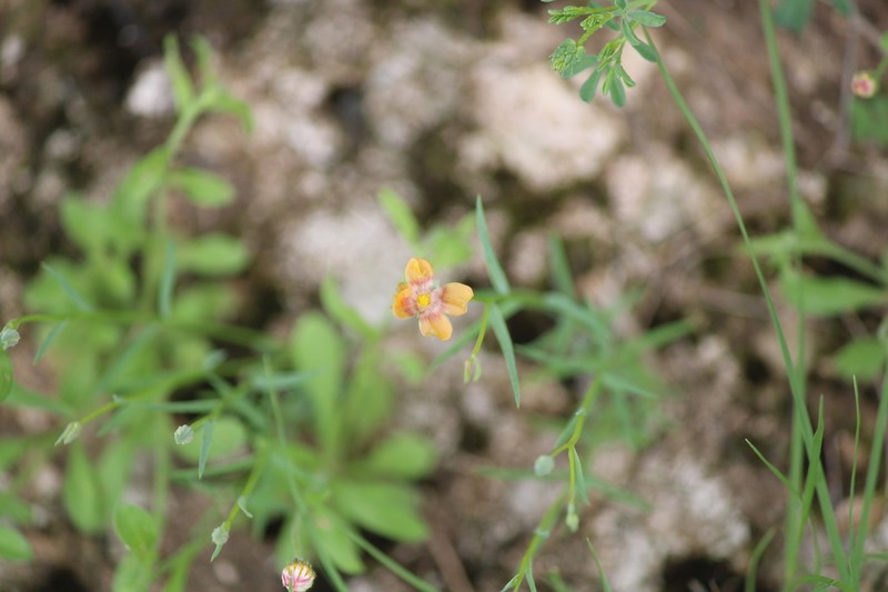 Berlandier's Yellow Flax photo 7