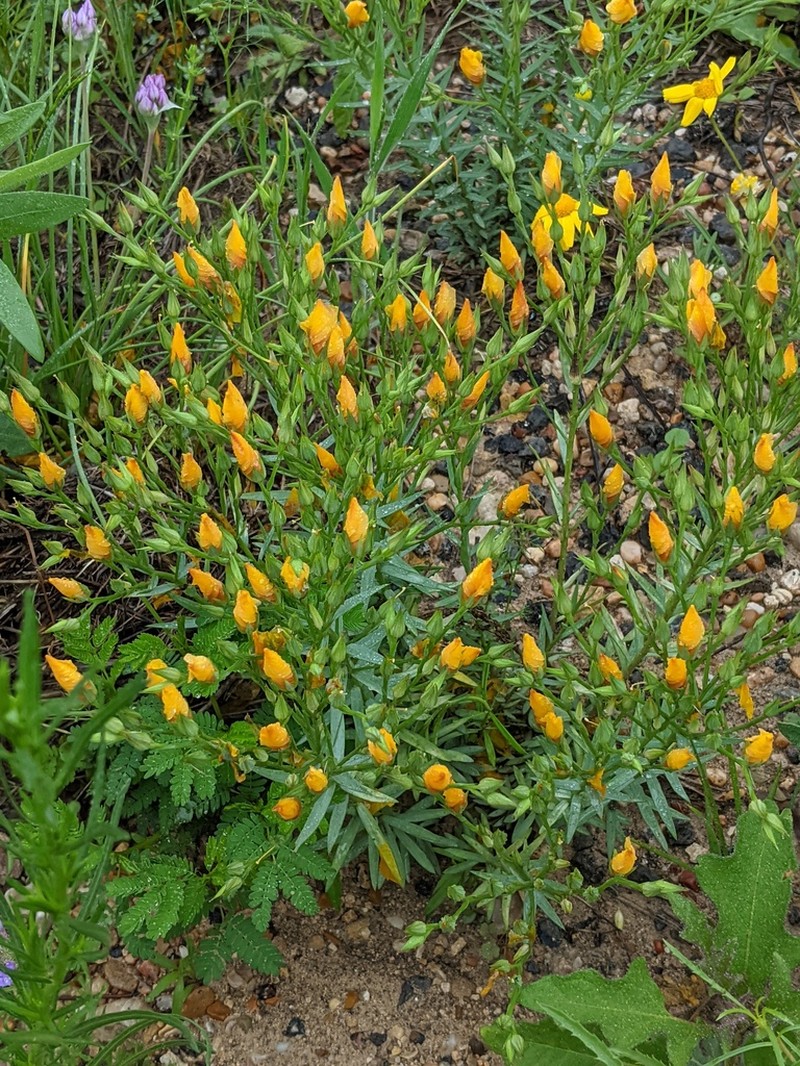 Berlandier's Yellow Flax photo 8