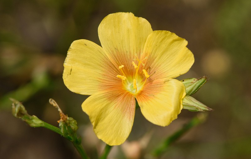 Linum berlandieri var. berlandieri