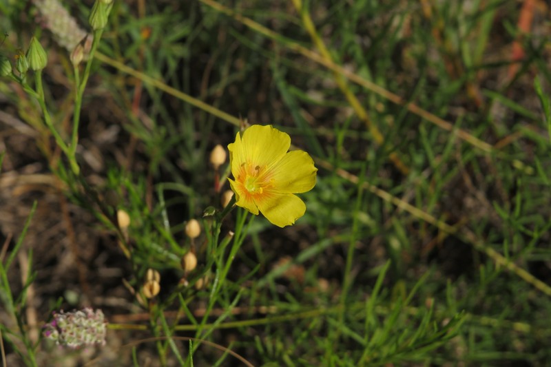 Linum berlandieri var. berlandieri photo 2