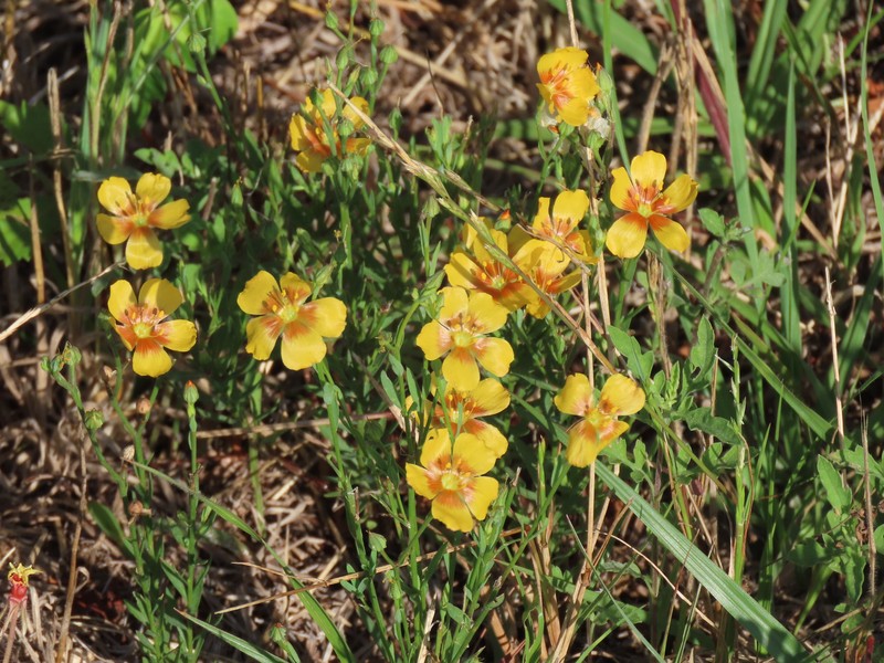 Linum berlandieri var. berlandieri photo 3