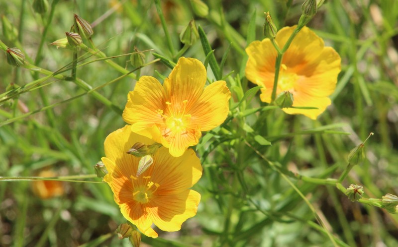 Linum berlandieri var. berlandieri photo 5