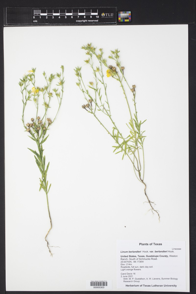 Linum berlandieri var. berlandieri photo 6