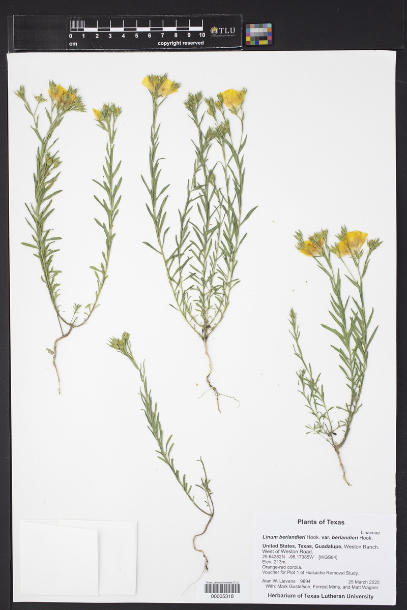 Linum berlandieri var. berlandieri photo 7