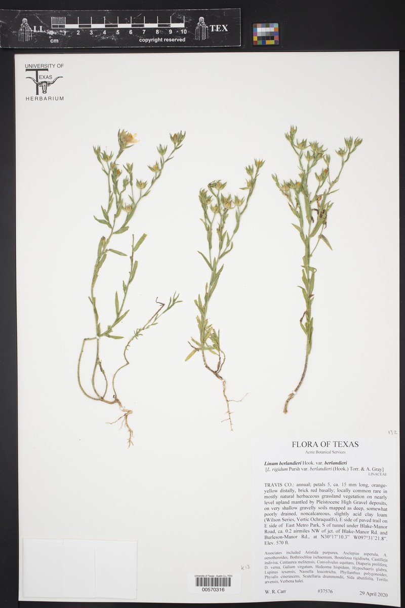Linum berlandieri var. berlandieri photo 8