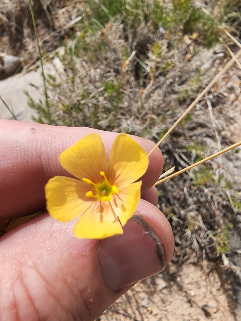 Linum berlandieri var. filifolium
