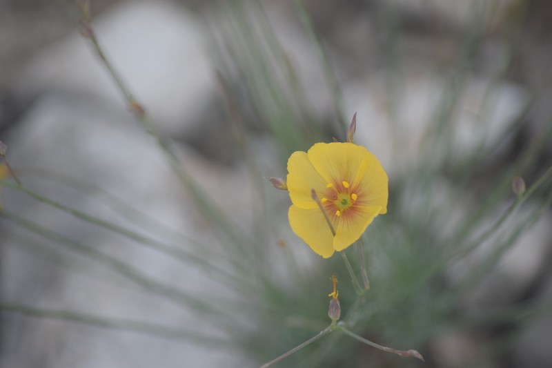 Linum berlandieri var. filifolium photo 2