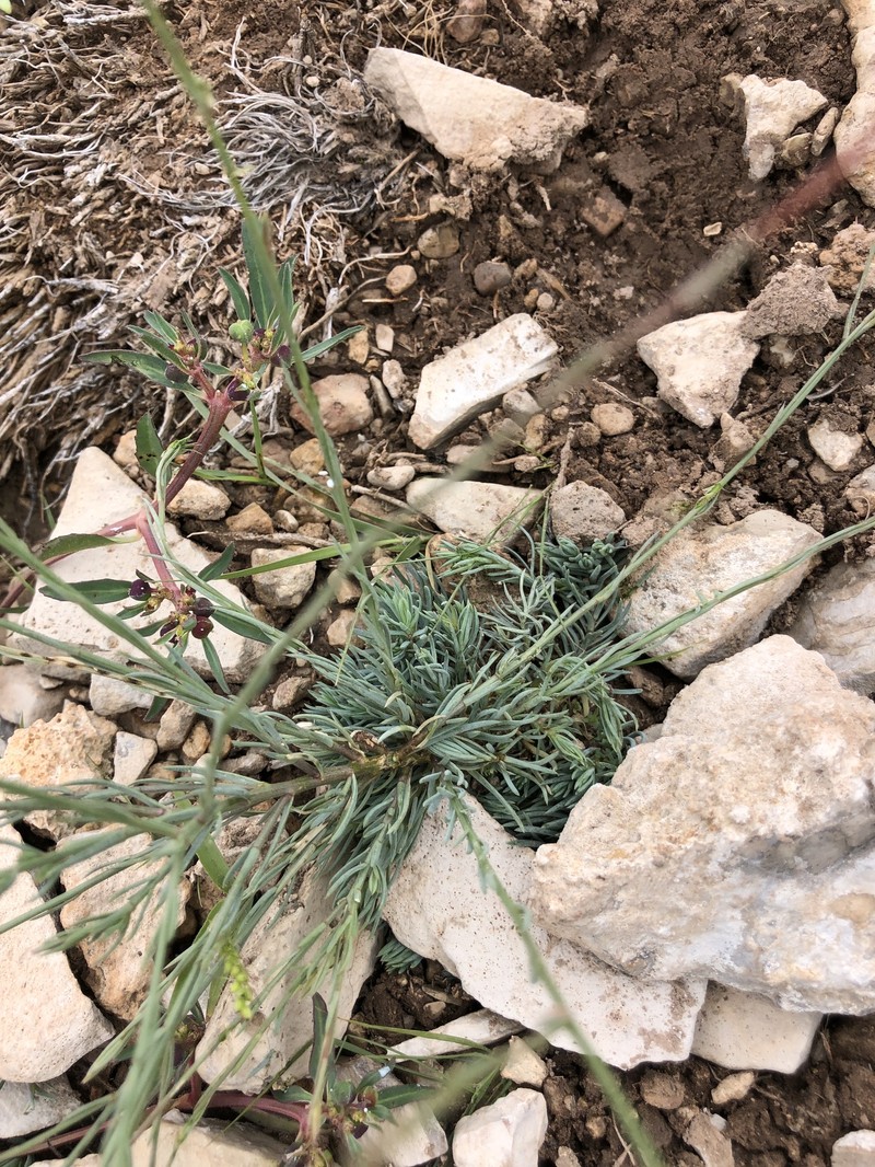 Linum berlandieri var. filifolium photo 3