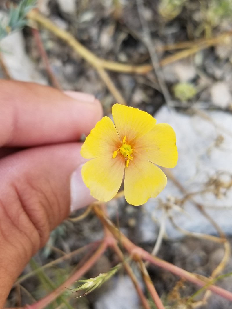Linum berlandieri var. filifolium photo 4