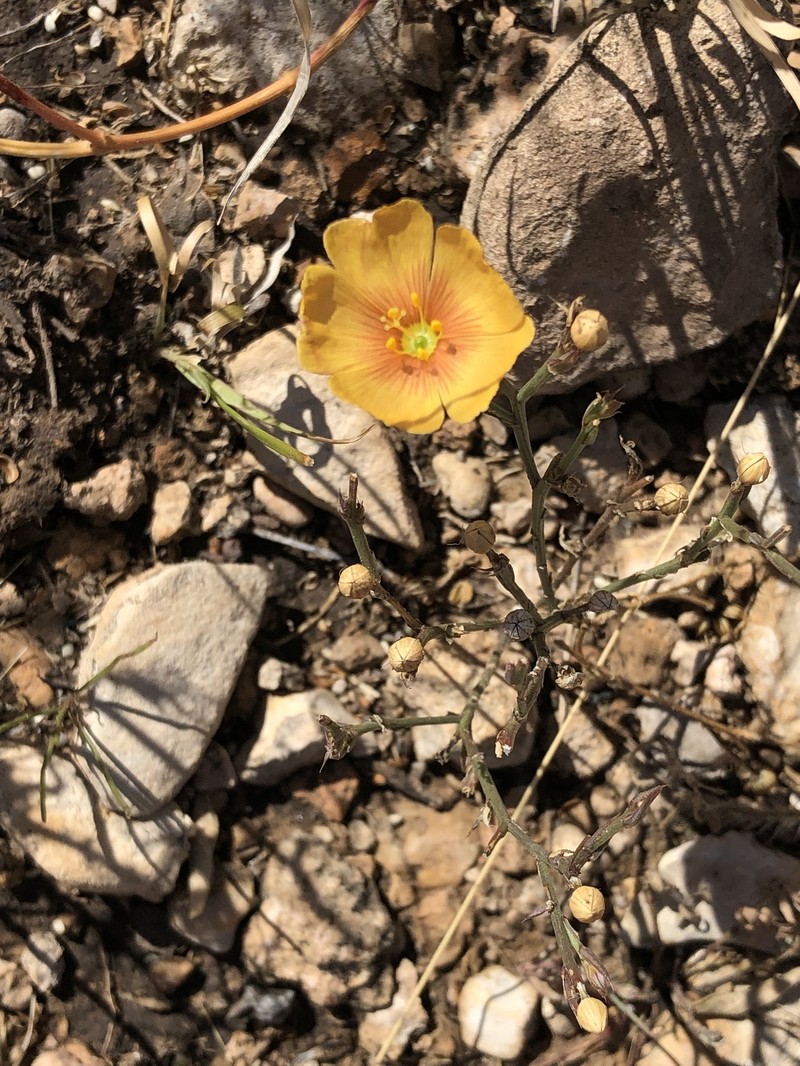 Linum berlandieri var. filifolium photo 5