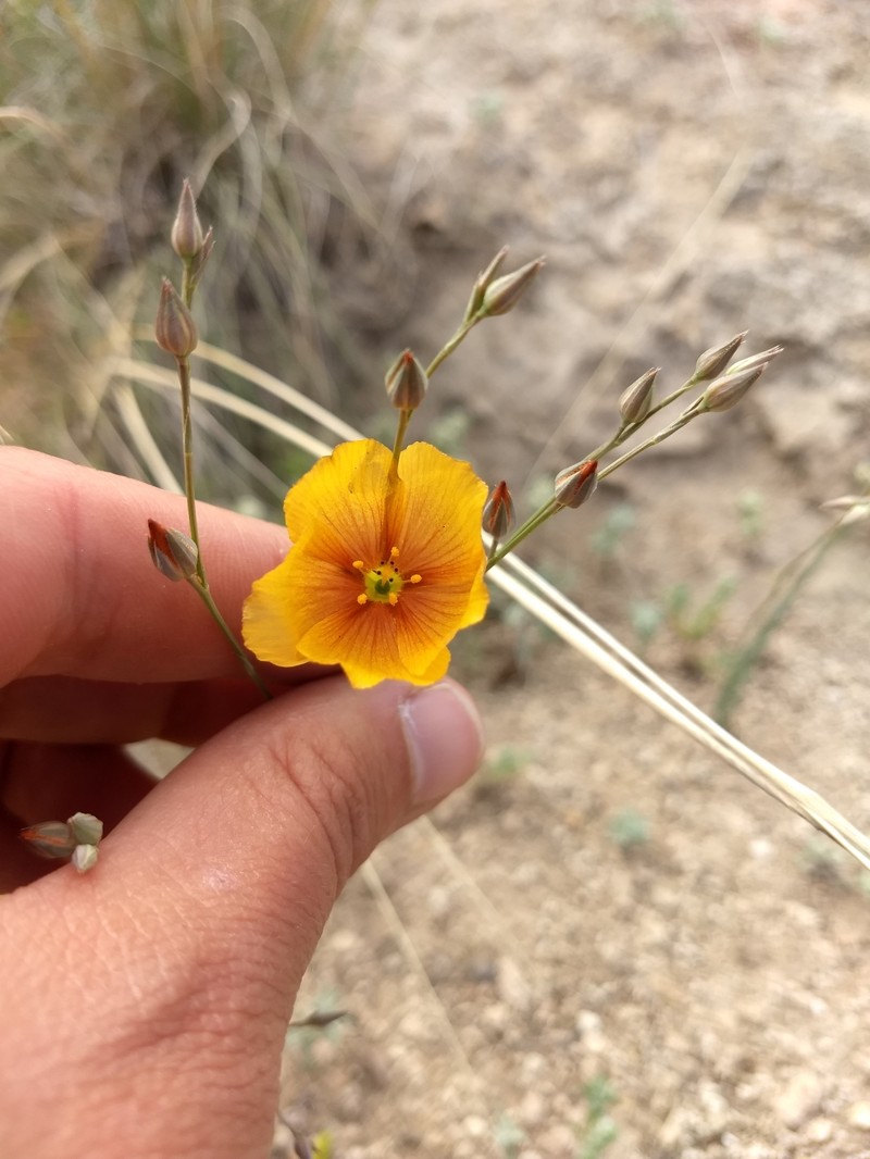 Linum berlandieri var. filifolium photo 6