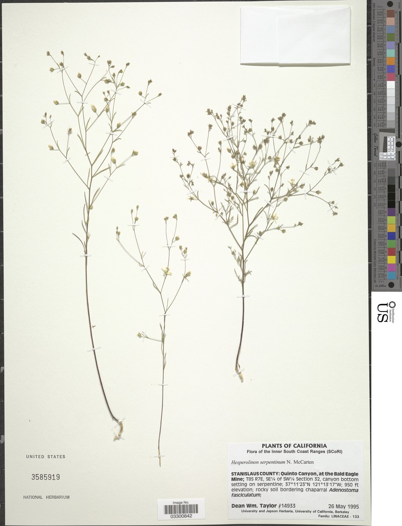 Twocarpel Dwarf-Flax