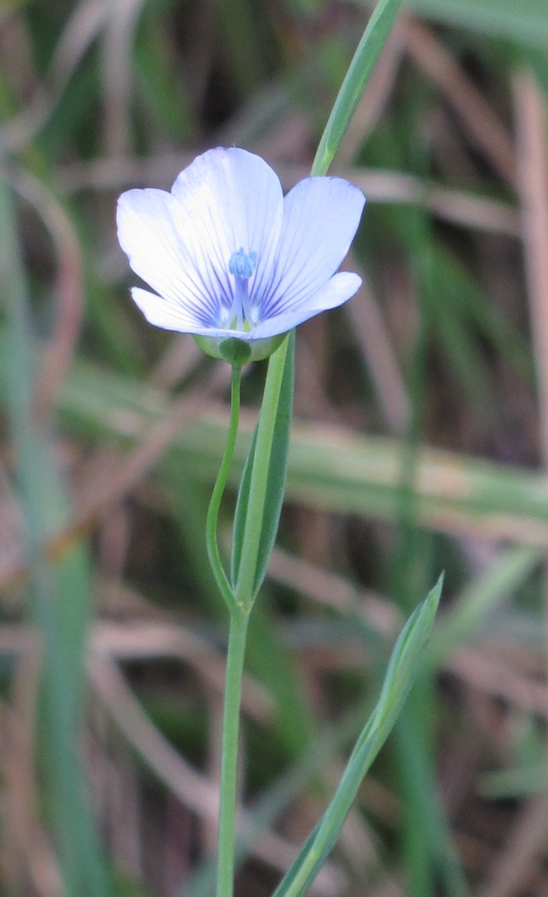 Pale Flax photo 2