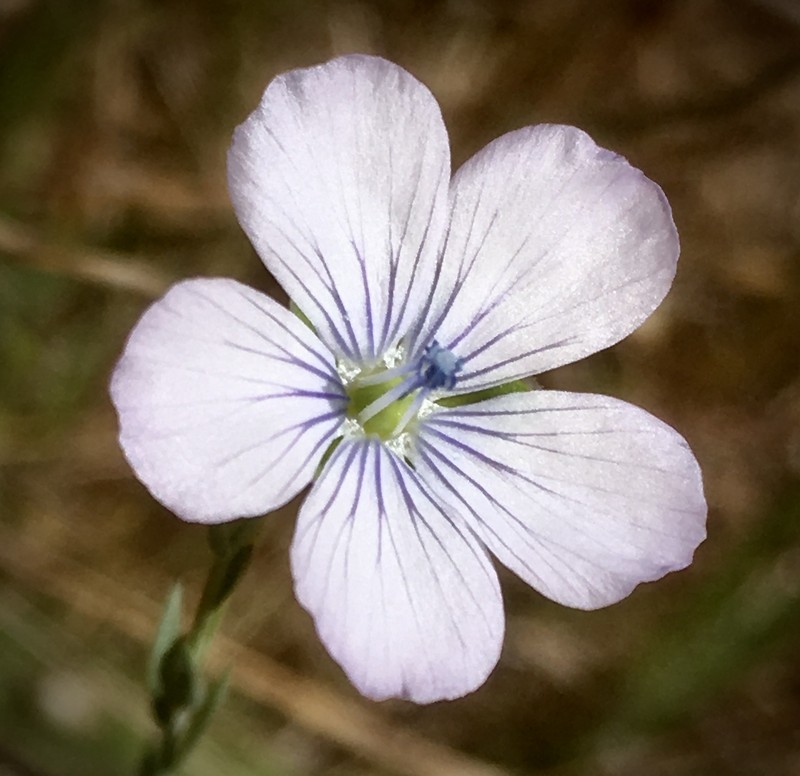 Pale Flax photo 3