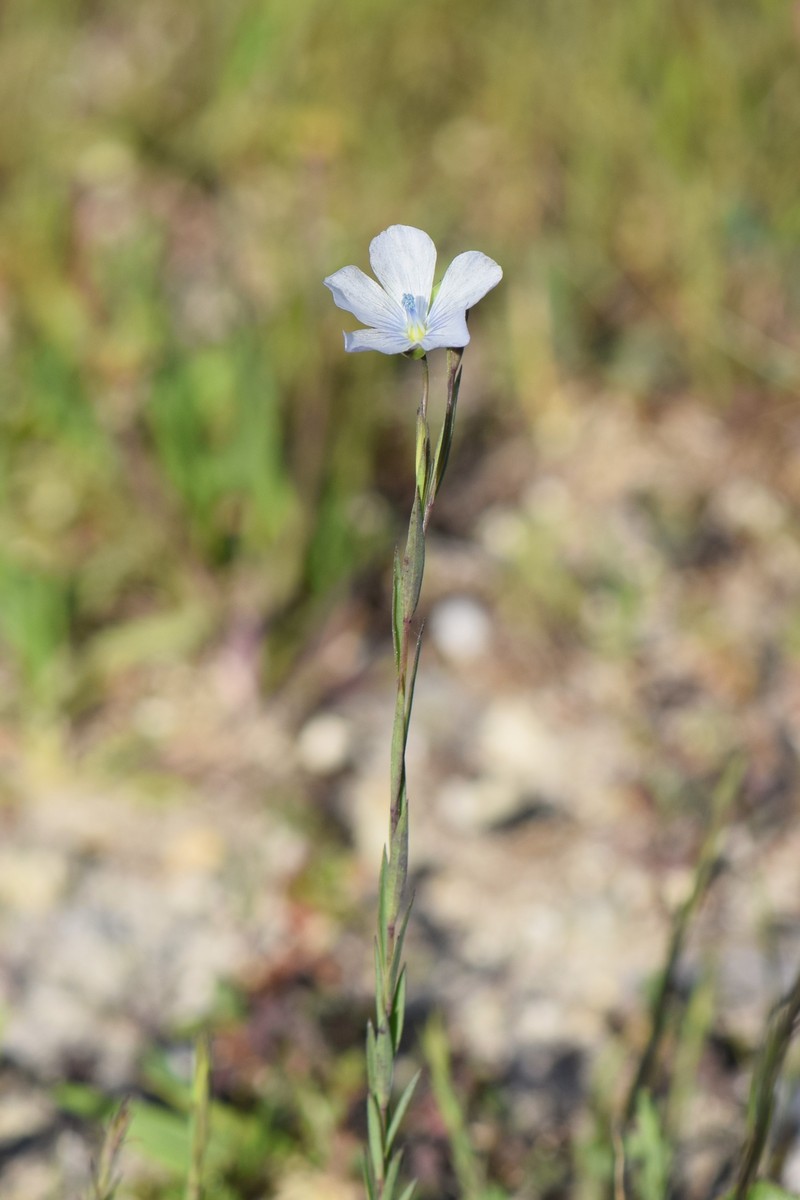 Pale Flax photo 4